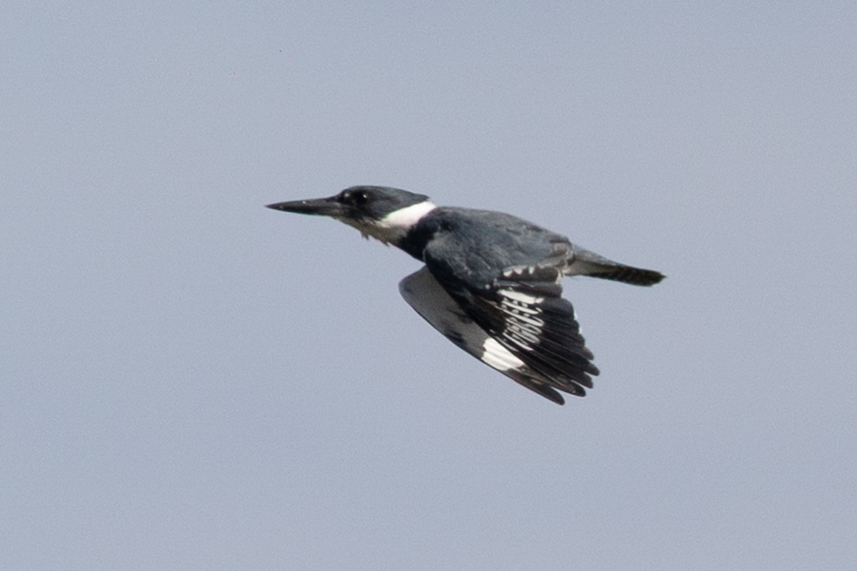 Belted Kingfisher - ML637275675