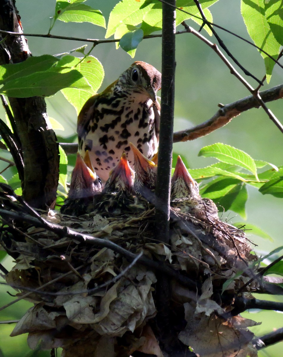 Wood Thrush - ML637275692