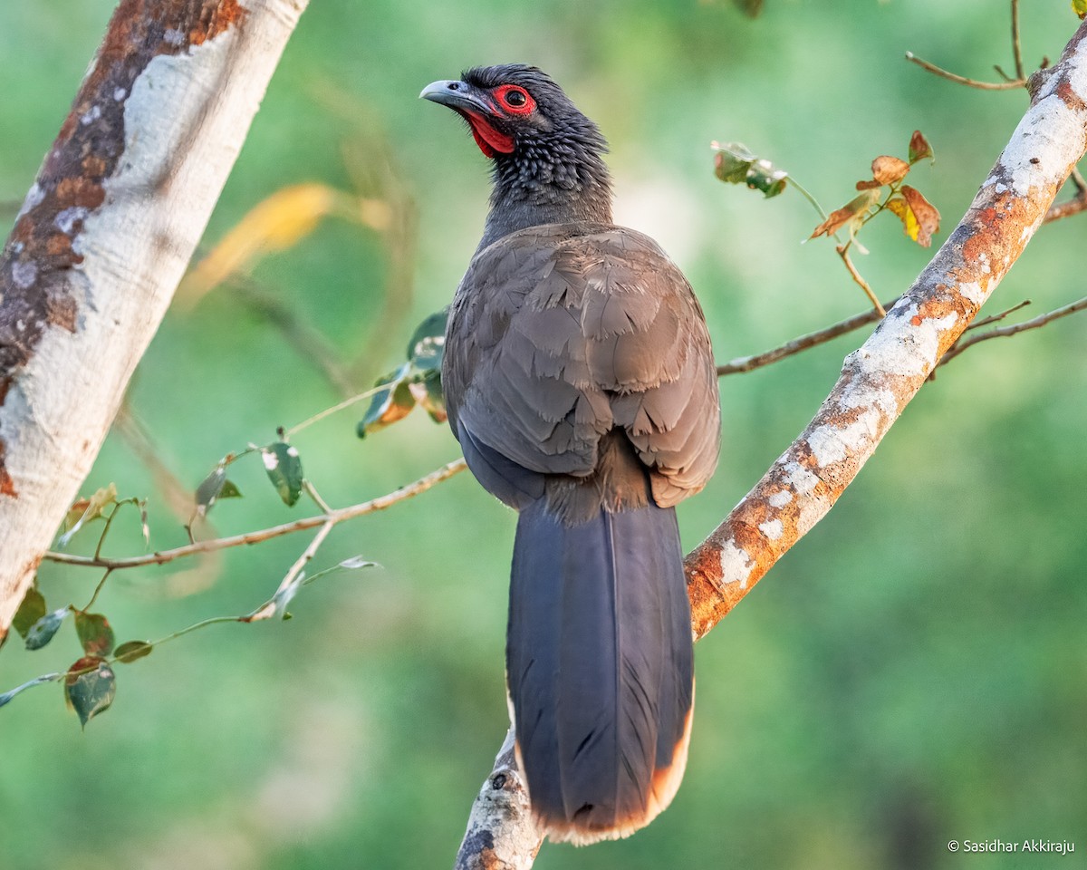 West Mexican Chachalaca - ML637275709