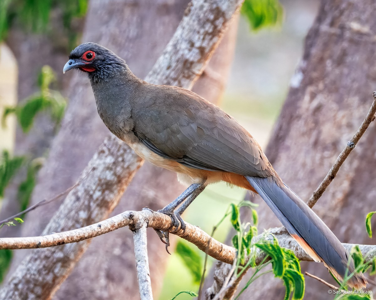 West Mexican Chachalaca - ML637275710