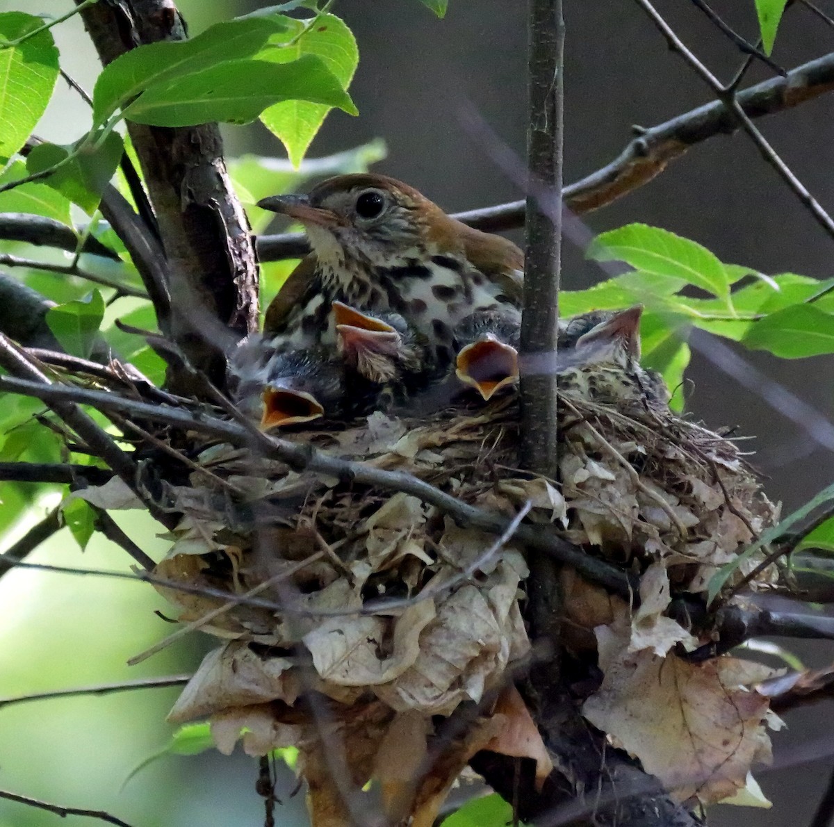 Wood Thrush - ML637275747