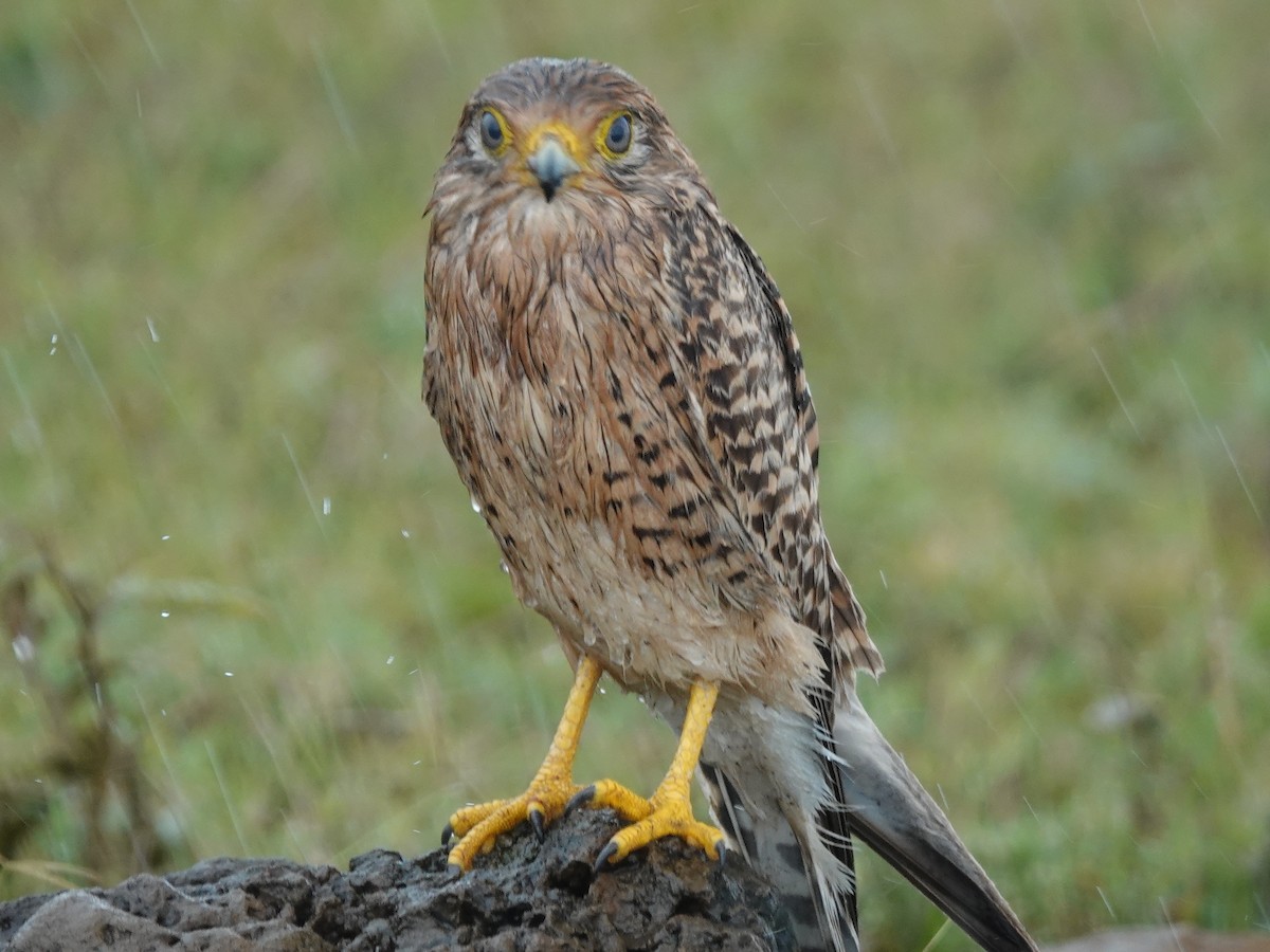 Greater Kestrel - ML637275752