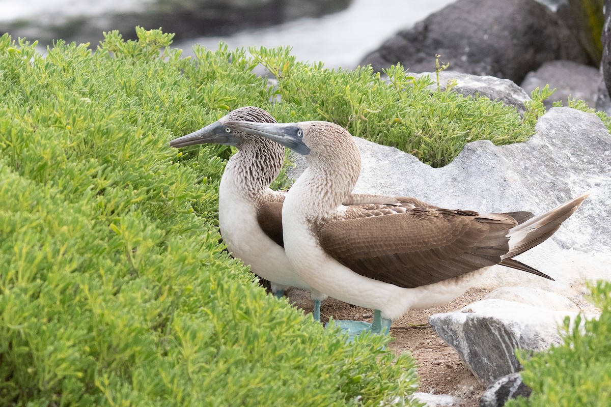 Blue-footed Booby - ML637275775