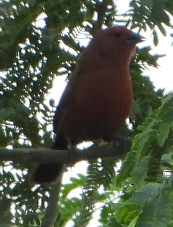 Jameson's Firefinch - ML637275792