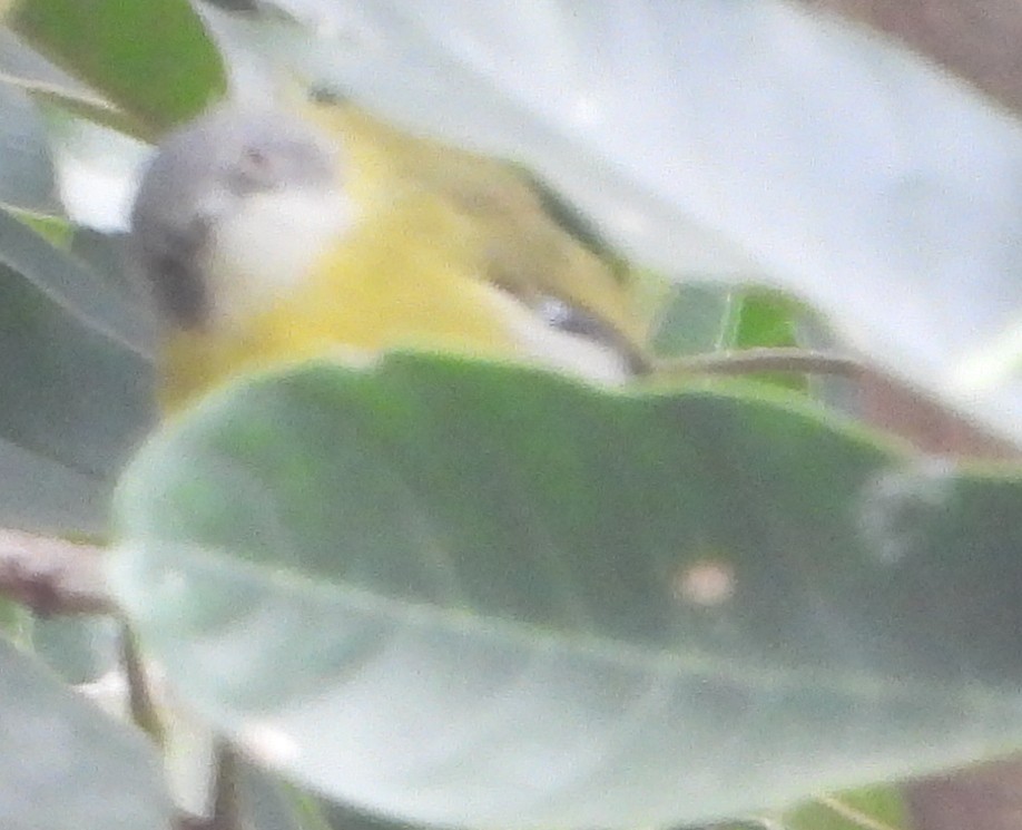 Yellow-breasted Apalis - ML637275822