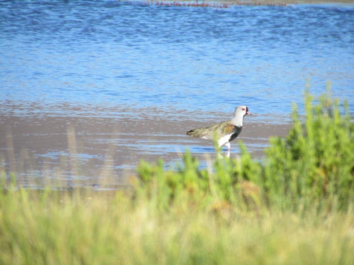Southern Lapwing - ML637275826