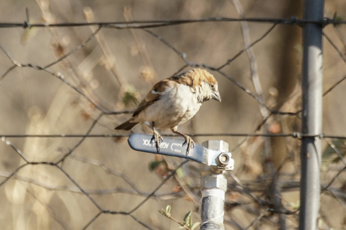 Great Rufous Sparrow - ML637275850