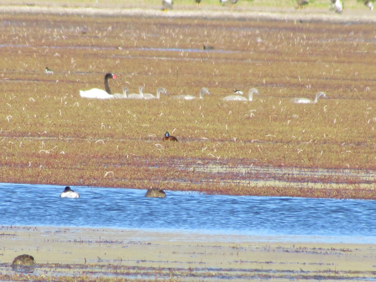 Black-necked Swan - ML637275856