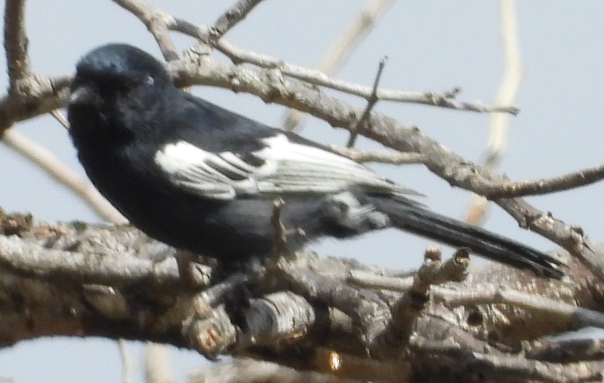 Southern Black-Tit - ML637275862