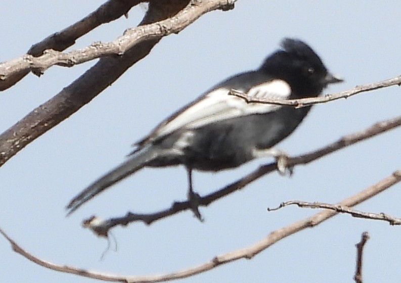 Southern Black-Tit - ML637275863