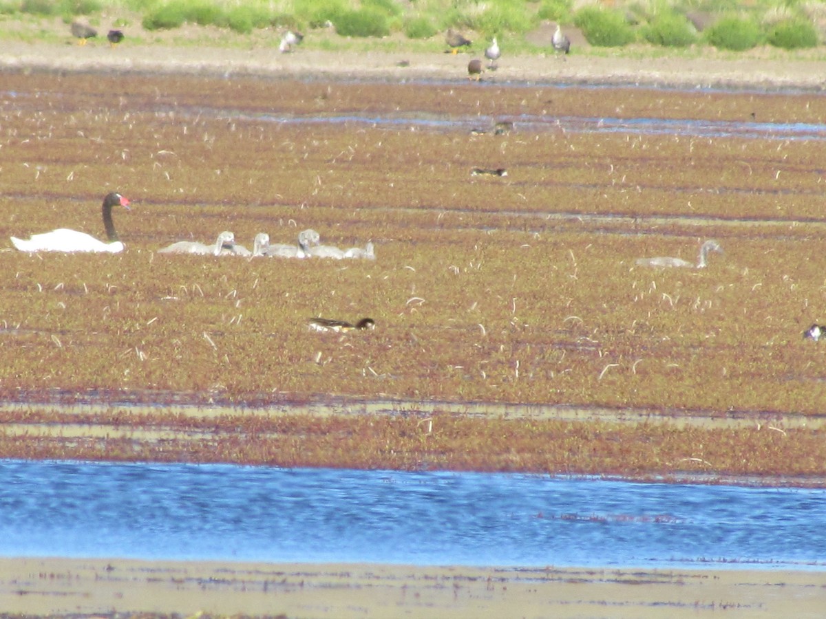 Black-necked Swan - ML637275868