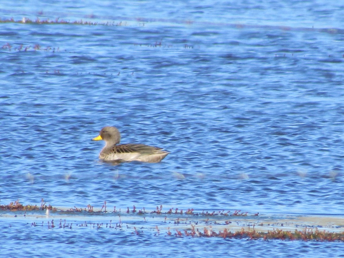 Yellow-billed Teal - ML637275890