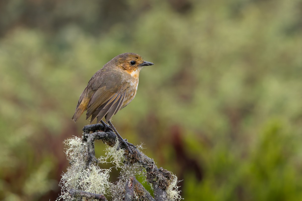 Boyaca Antpitta - ML637275896