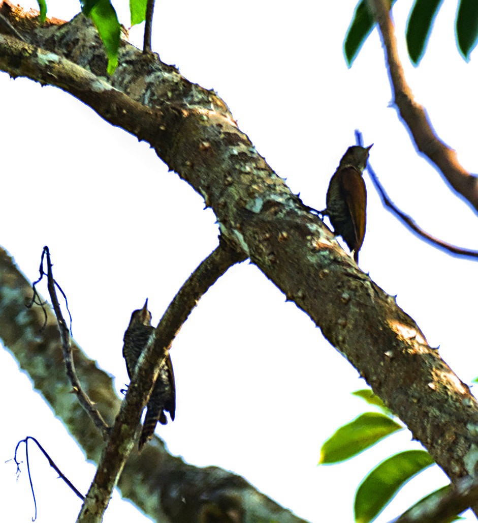 Red-rumped Woodpecker - ML637275897