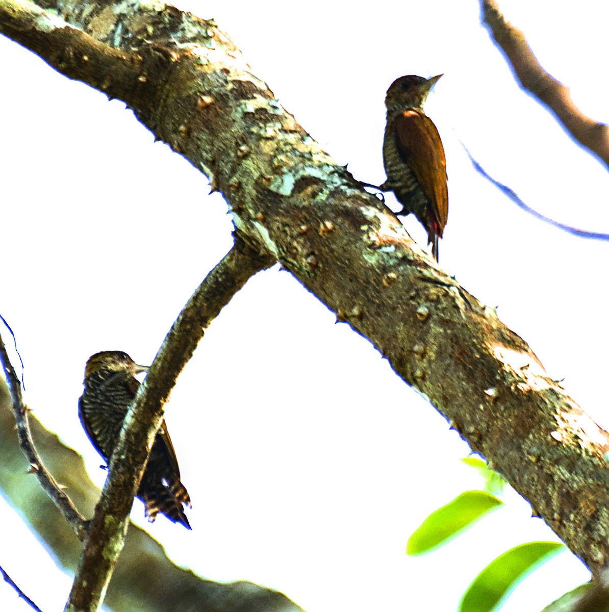 Red-rumped Woodpecker - ML637275898