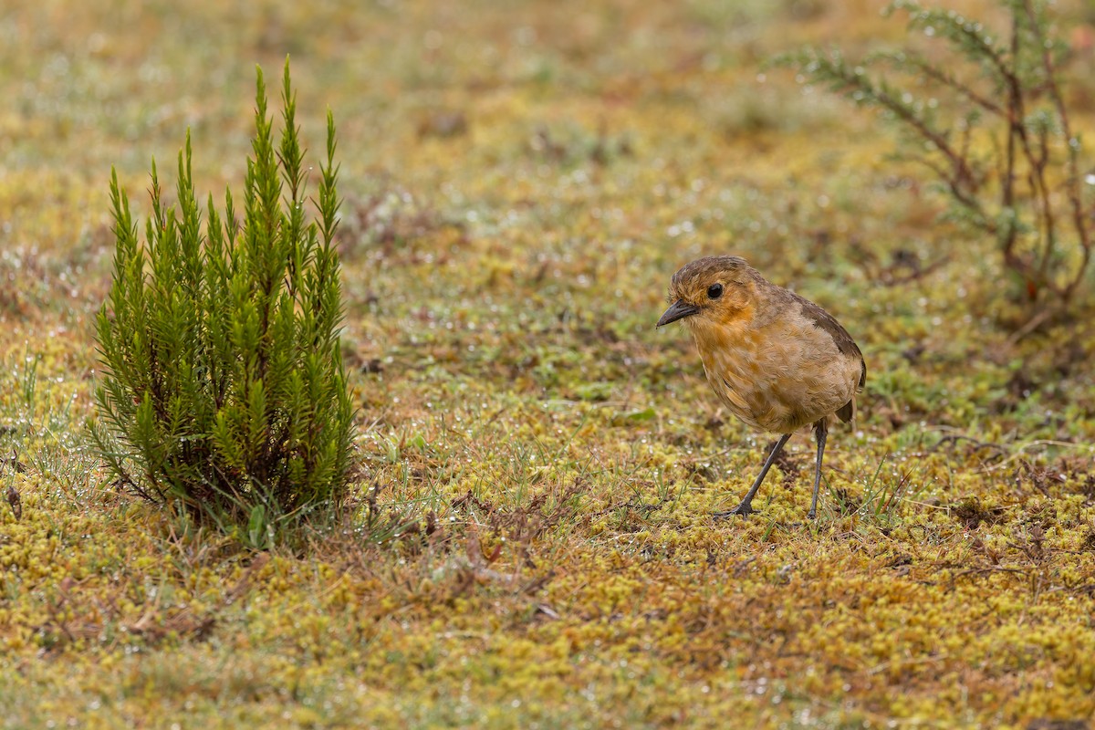 Boyaca Antpitta - ML637275907