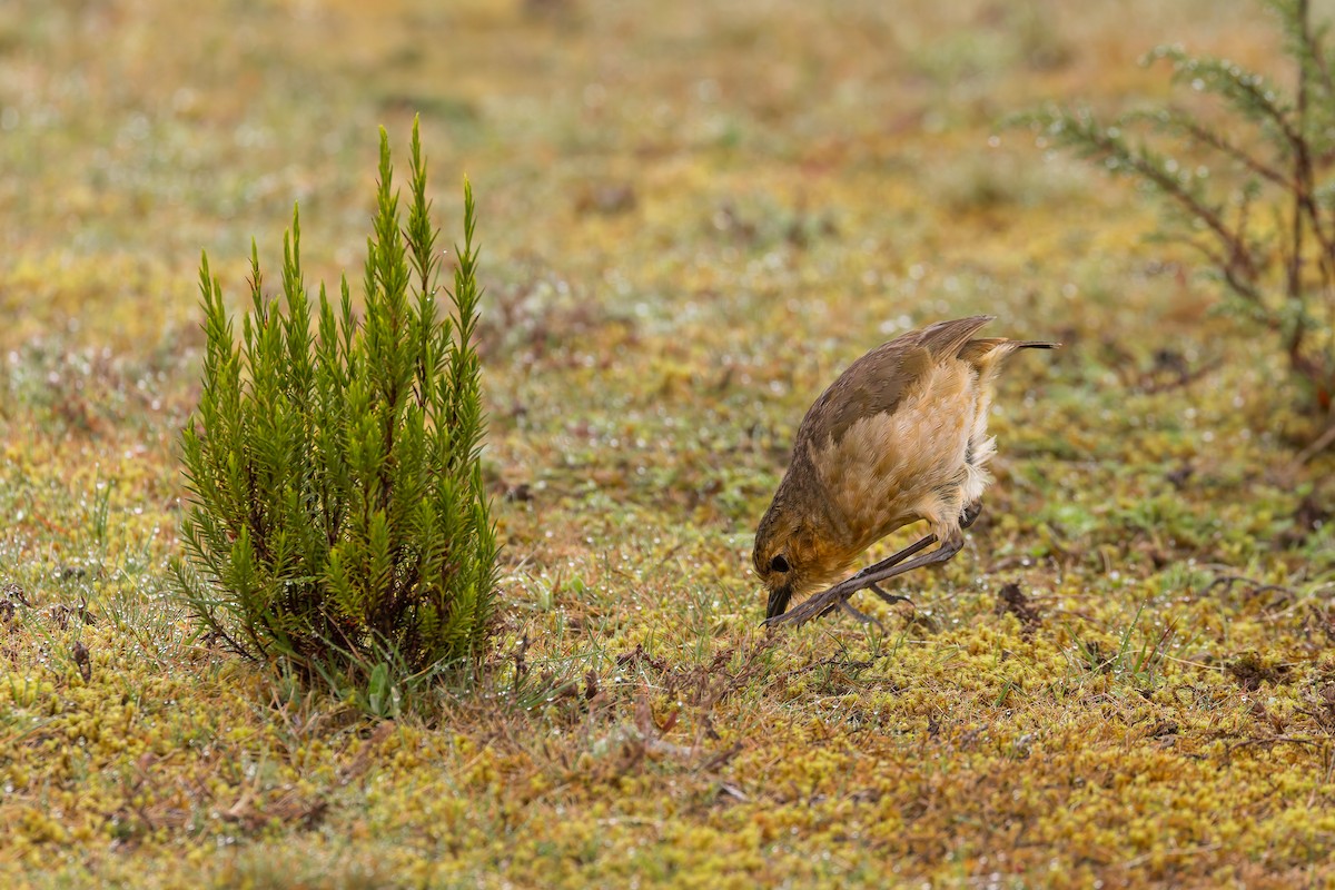 Boyaca Antpitta - ML637275908