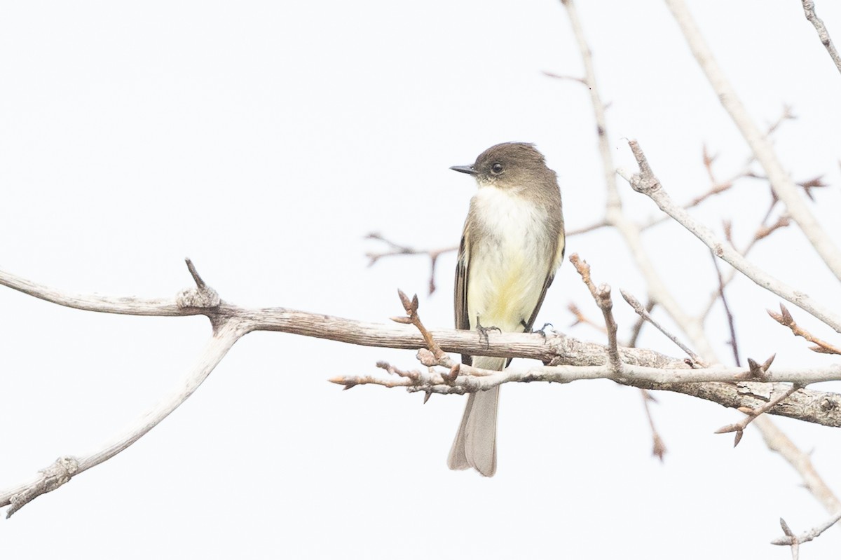Eastern Phoebe - ML637275924