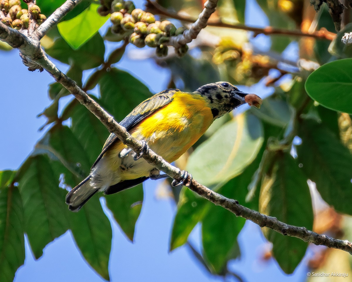 West Mexican Euphonia - ML637275939