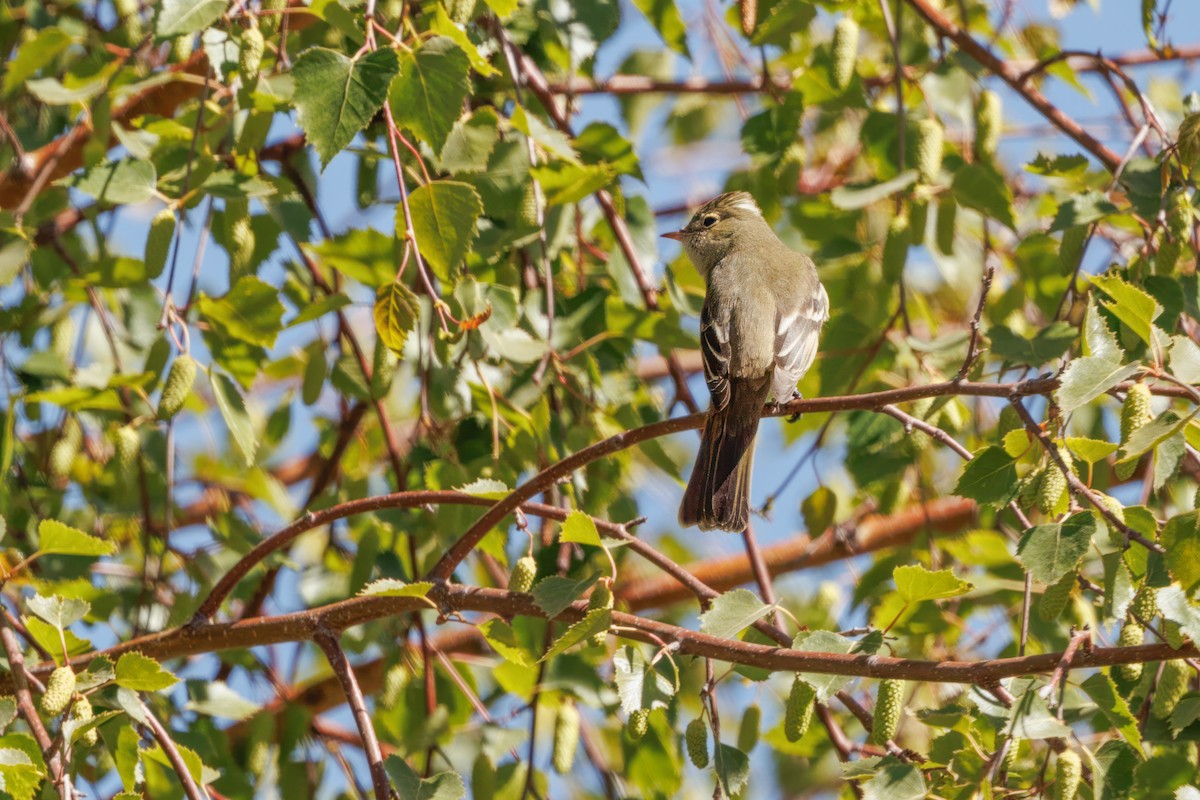 White-crested Elaenia (Chilean) - ML637275965