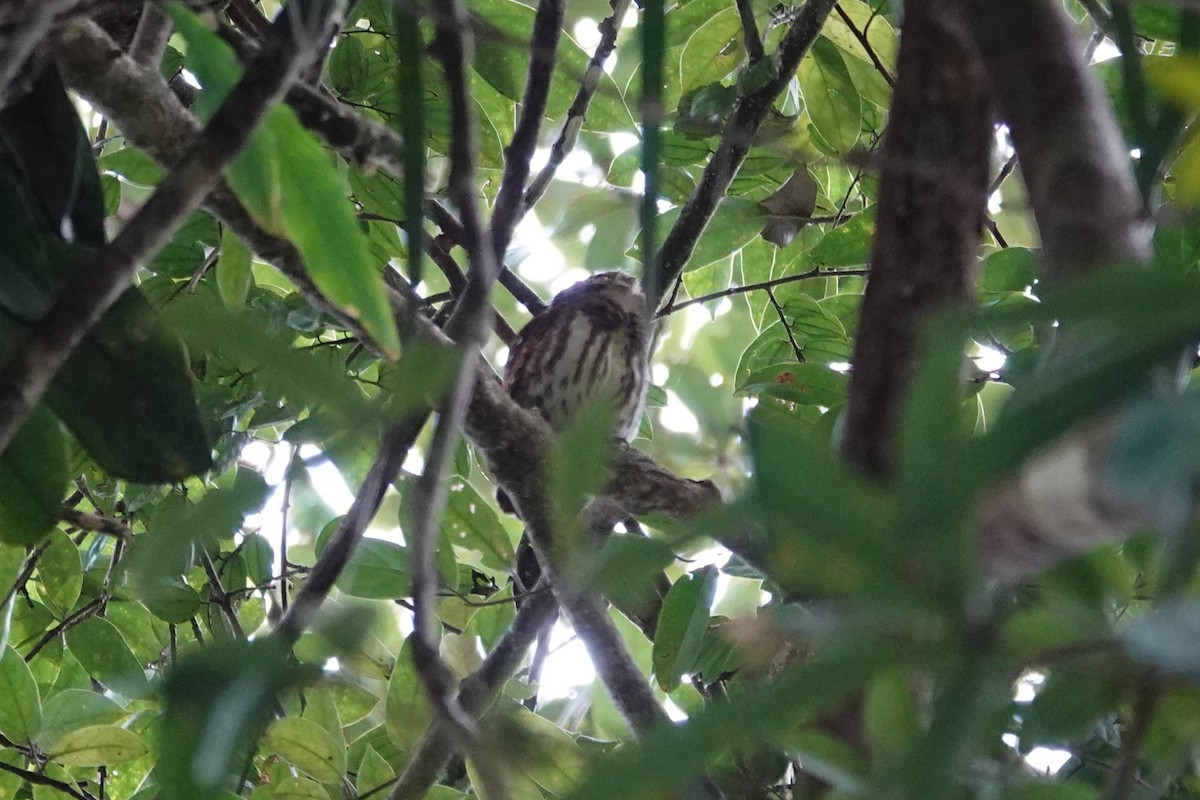 Sunda Owlet - ML637275988