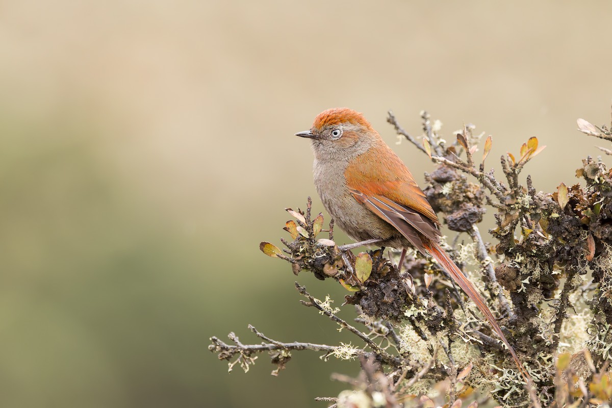 White-chinned Thistletail - ML637275992