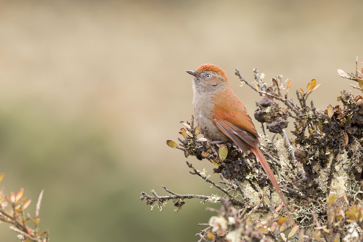 White-chinned Thistletail - ML637275995