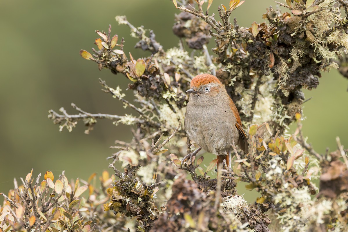 White-chinned Thistletail - ML637275997
