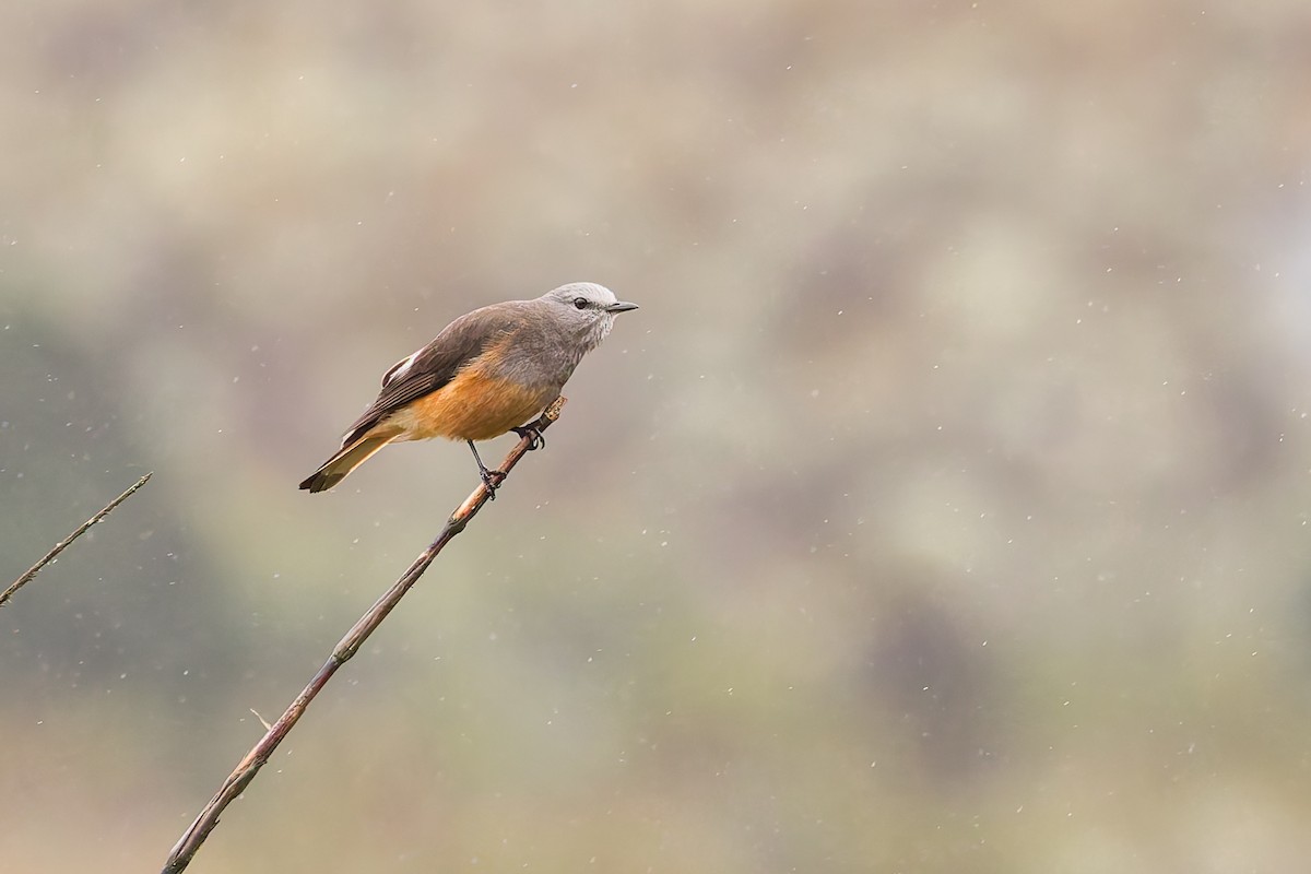 Red-rumped Bush-Tyrant - ML637276028