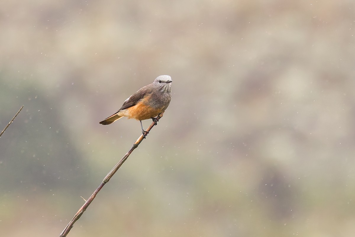Red-rumped Bush-Tyrant - ML637276029