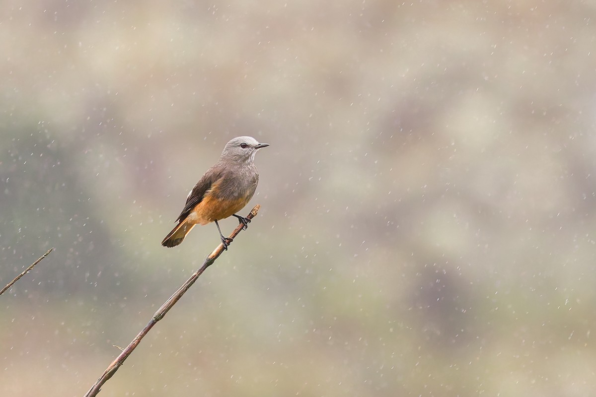 Red-rumped Bush-Tyrant - ML637276033