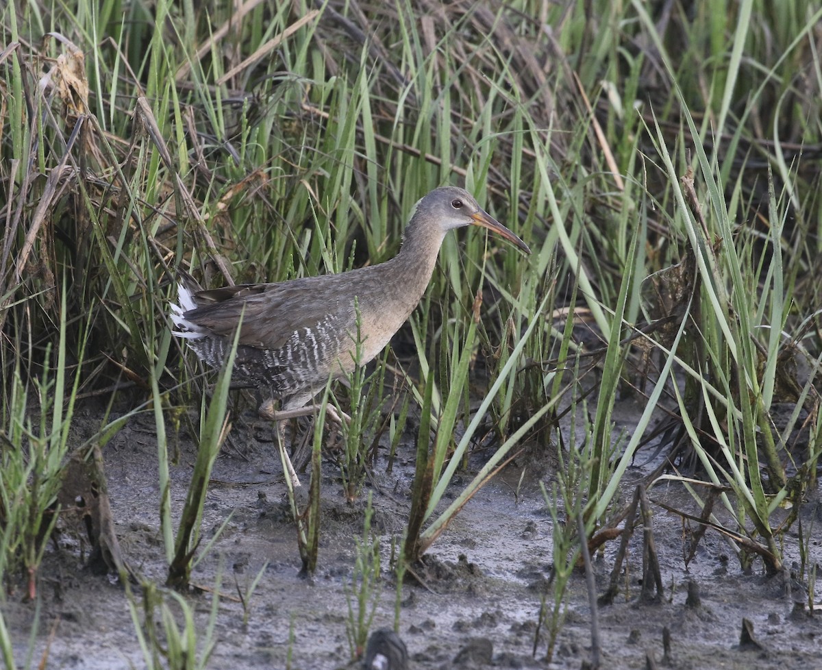 Clapper Rail - ML637276036