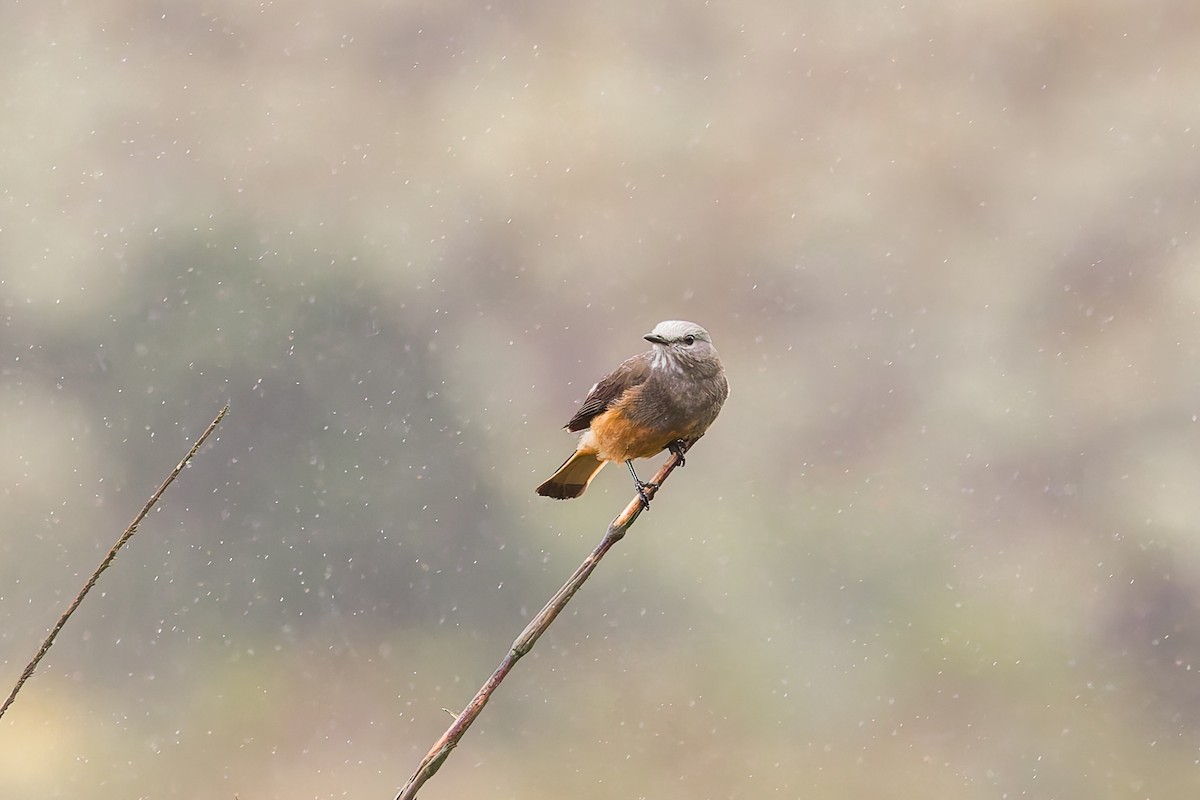 Red-rumped Bush-Tyrant - ML637276037