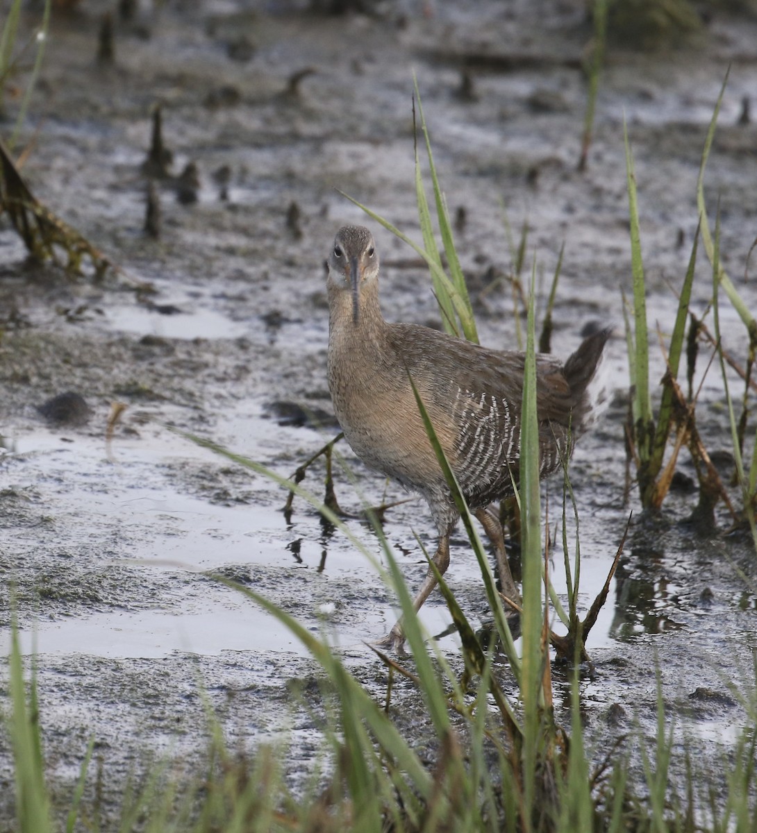 Clapper Rail - ML637276038