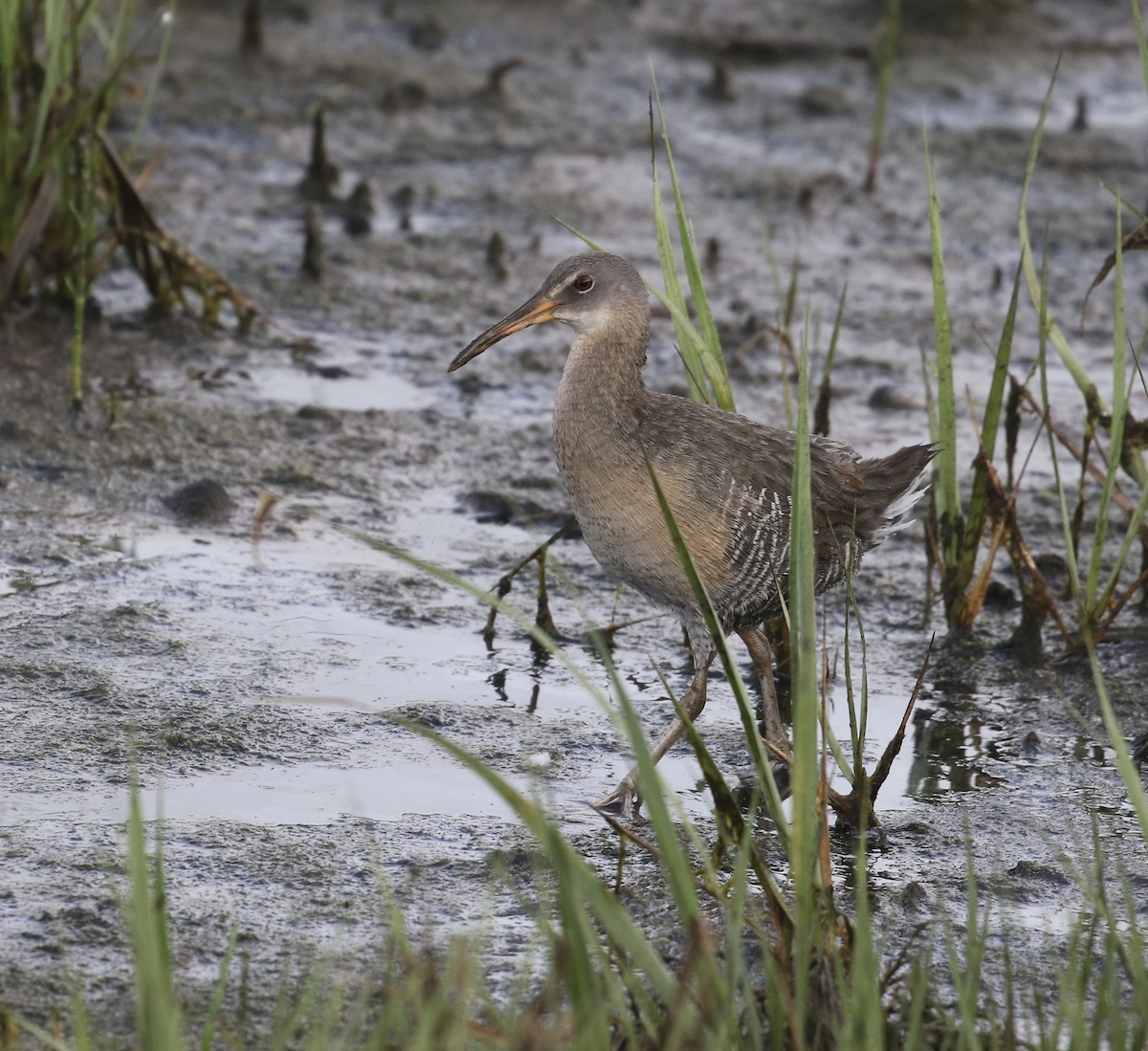 Clapper Rail - ML637276039