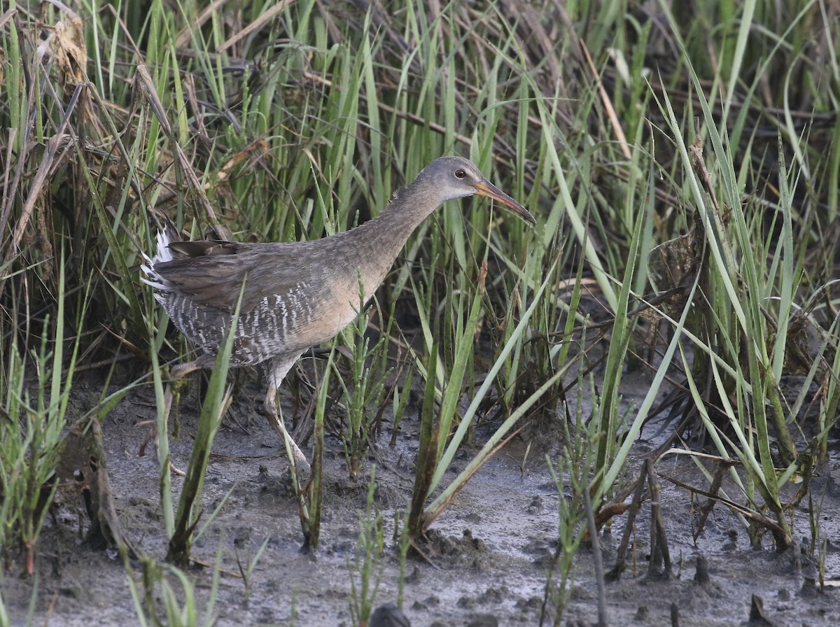 Clapper Rail - ML637276040