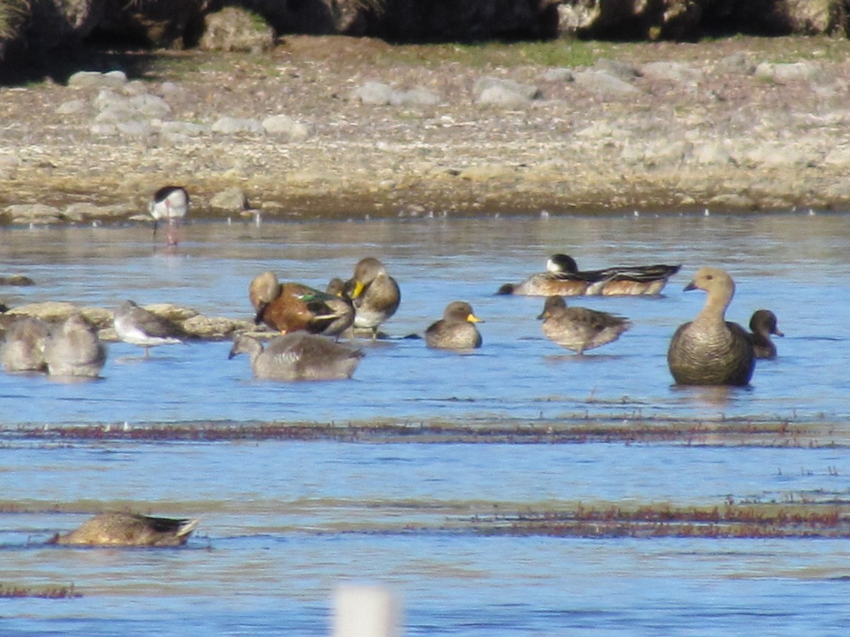 Upland Goose - ML637276041