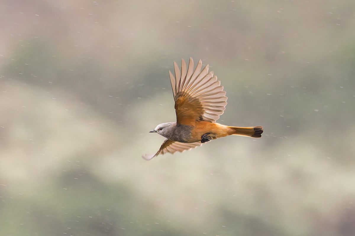 Red-rumped Bush-Tyrant - ML637276045