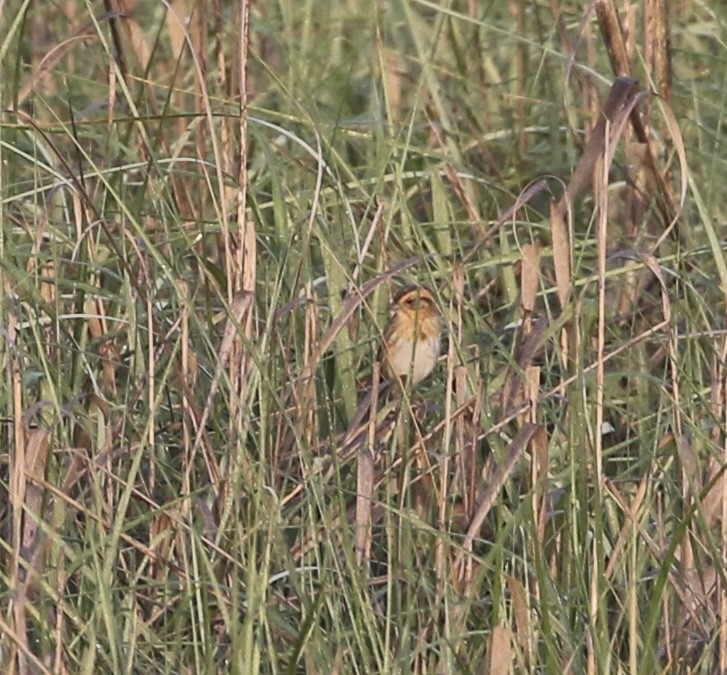 Nelson's Sparrow - ML637276065