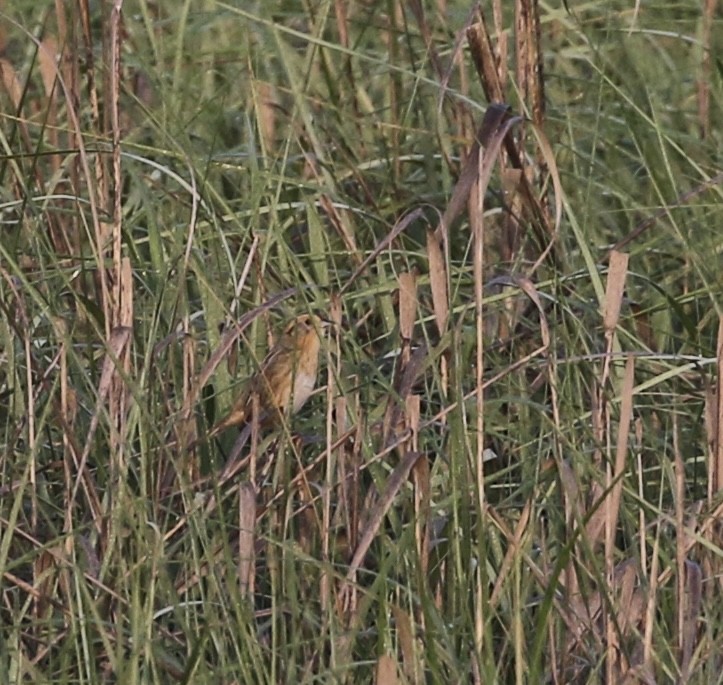 Nelson's Sparrow - ML637276066