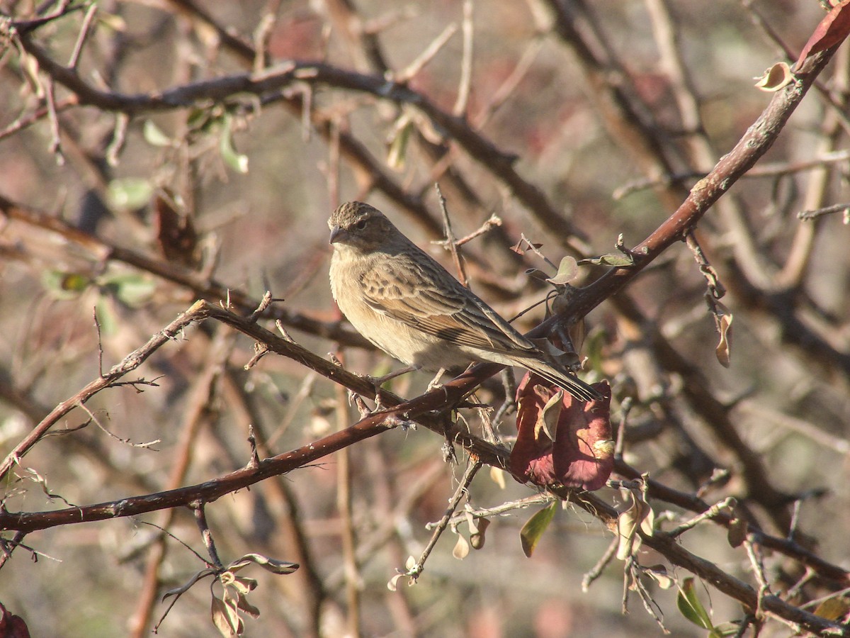 Lark-like Bunting - ML637276079