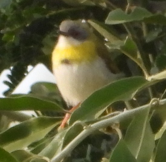 Yellow-breasted Apalis - ML637276083