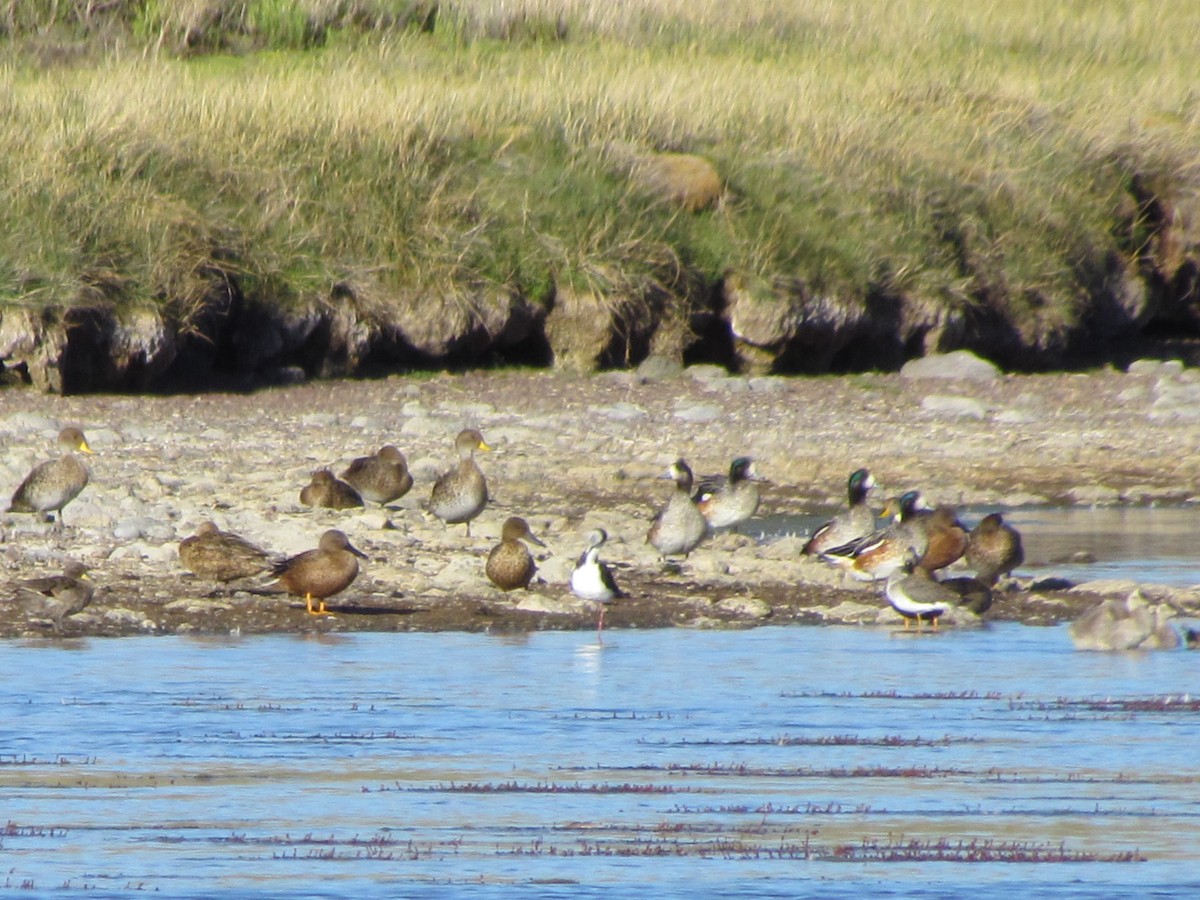 Chiloe Wigeon - ML637276085
