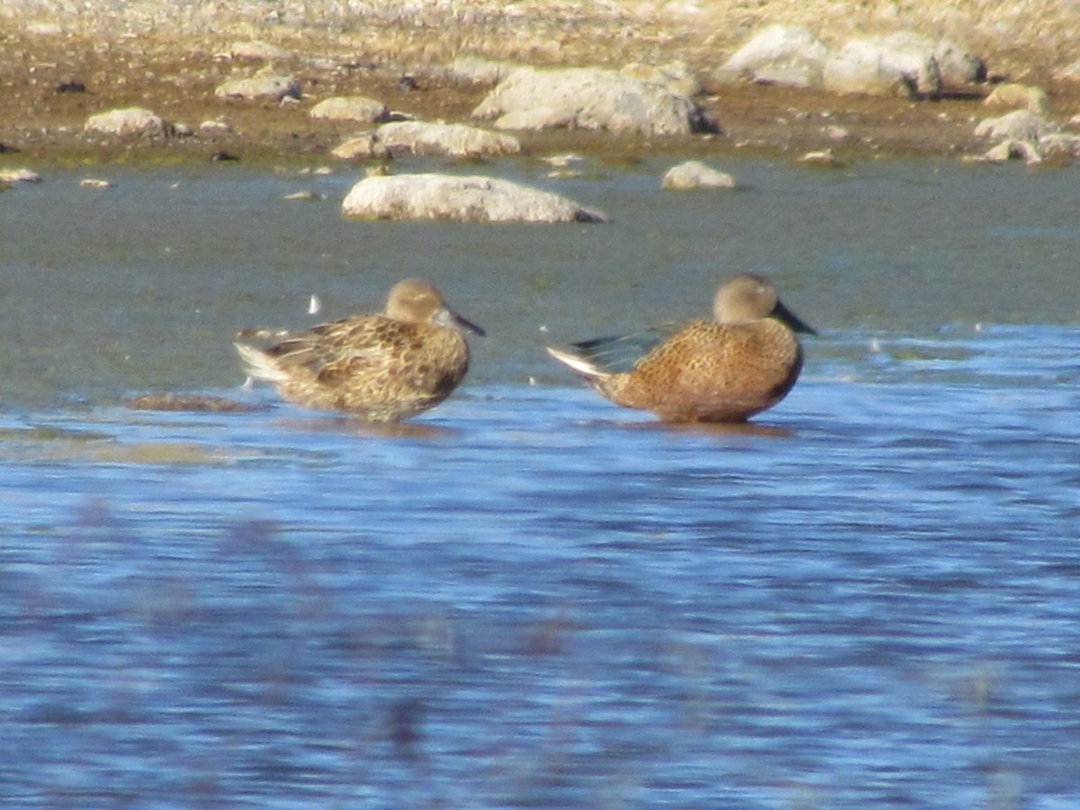 Red Shoveler - ML637276109