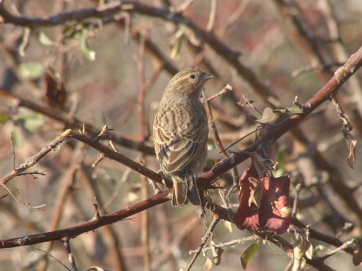 Lark-like Bunting - ML637276124