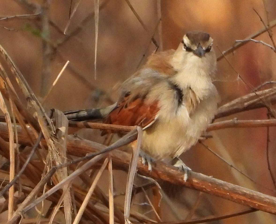 Brown-crowned Tchagra - ML637276129