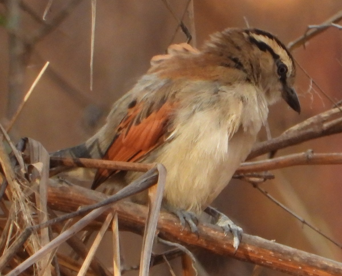 Brown-crowned Tchagra - ML637276131