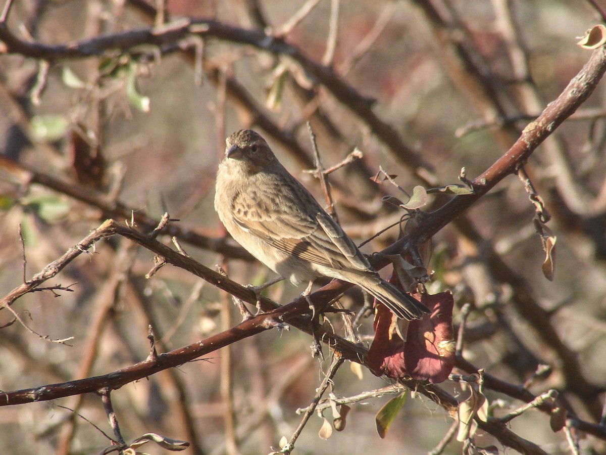 Lark-like Bunting - ML637276149