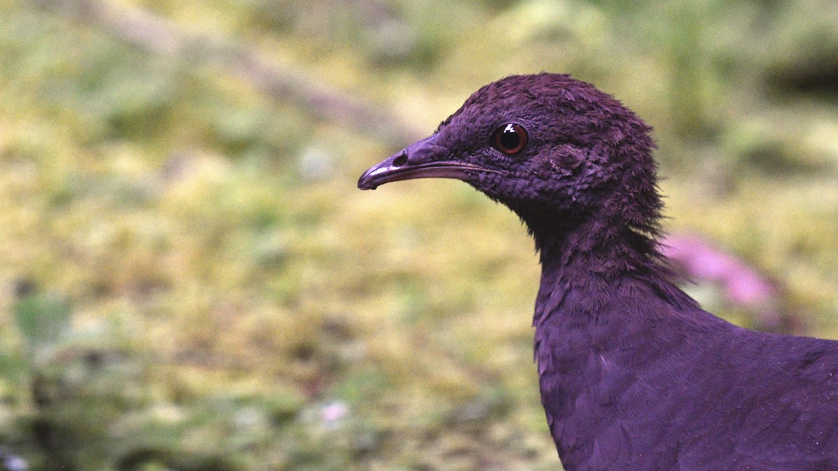 Cinereous Tinamou - ML637276204