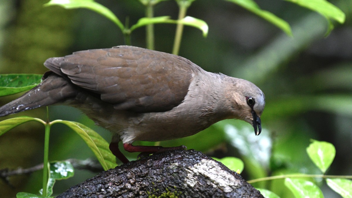 Gray-fronted Dove - ML637276209